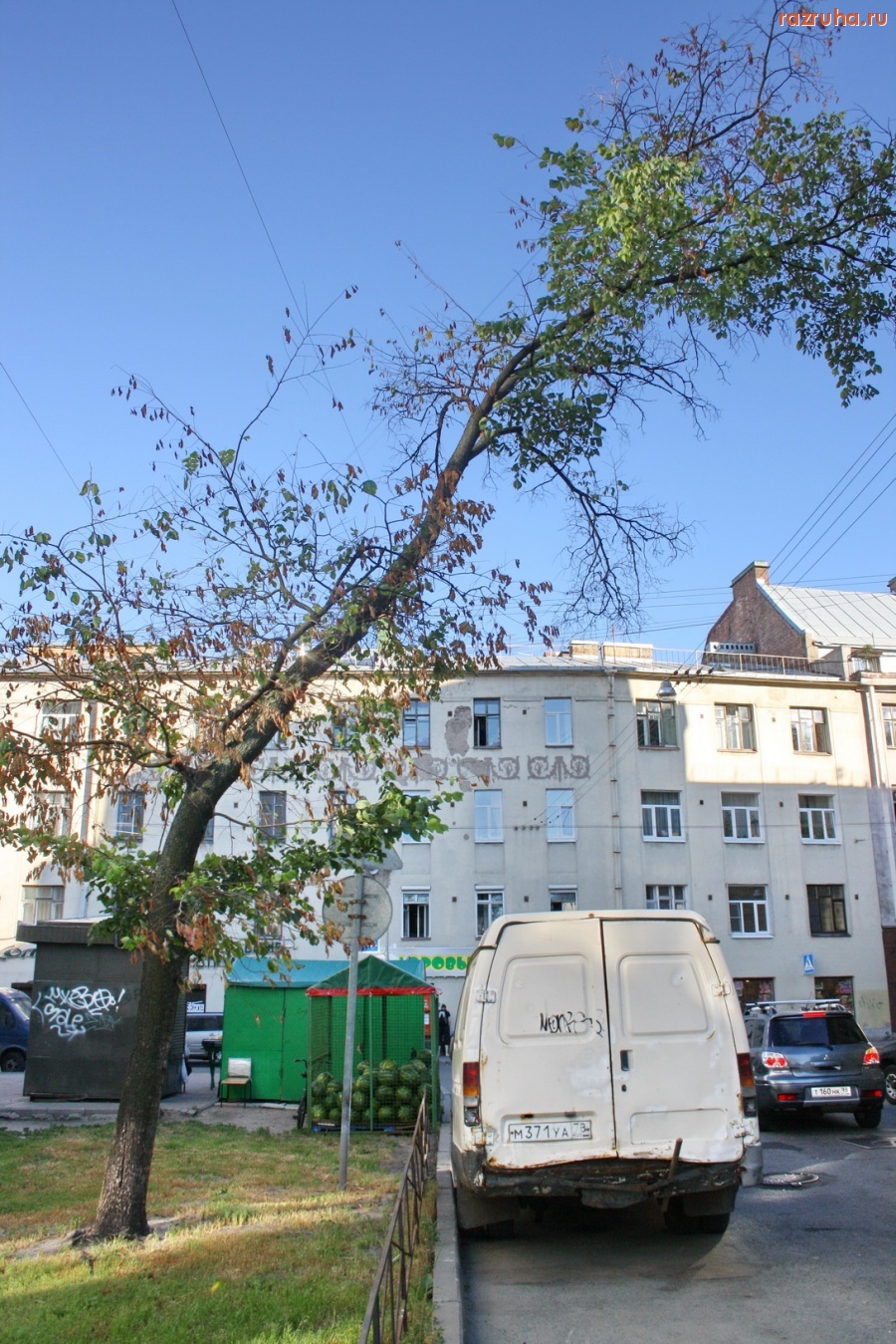 Санкт-Петербург - Петроградский район. Деревья-угрозы.