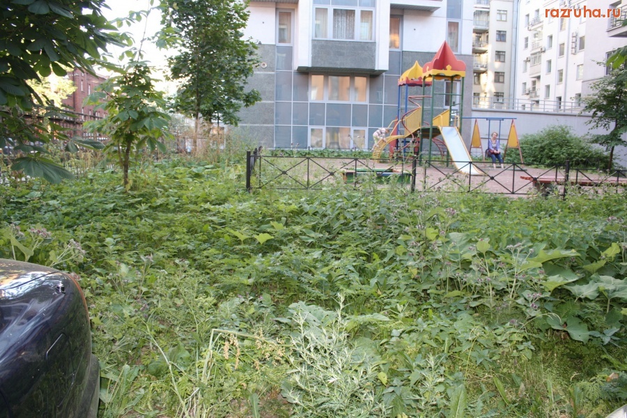 Санкт-Петербург - Петроградский район. Ул. Мичуринская. Детская площадка в окружении бурьяна, лопухов, чертополоха.