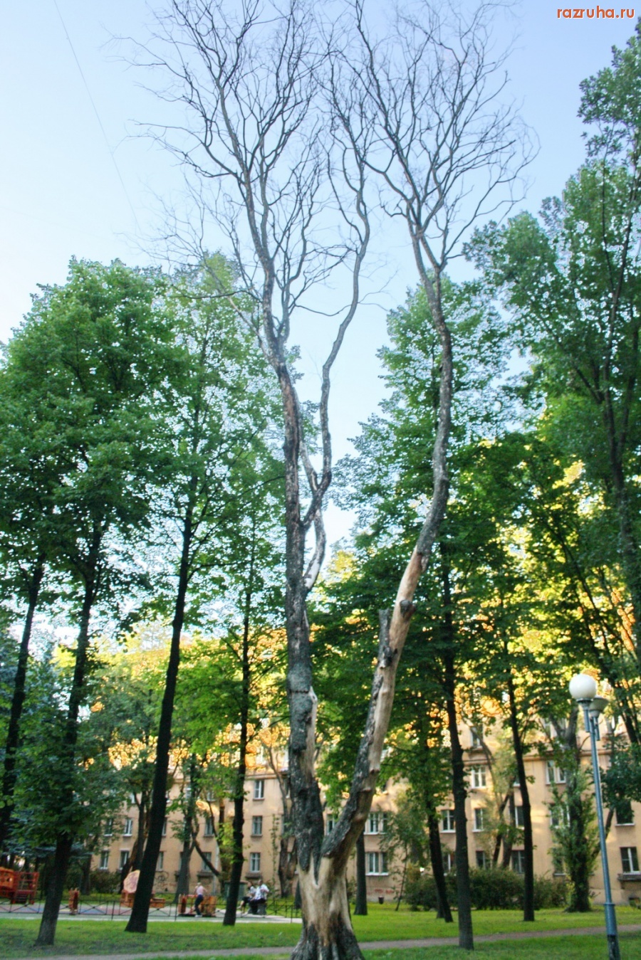 Санкт-Петербург - Петроградский район. Деревья-угрозы.