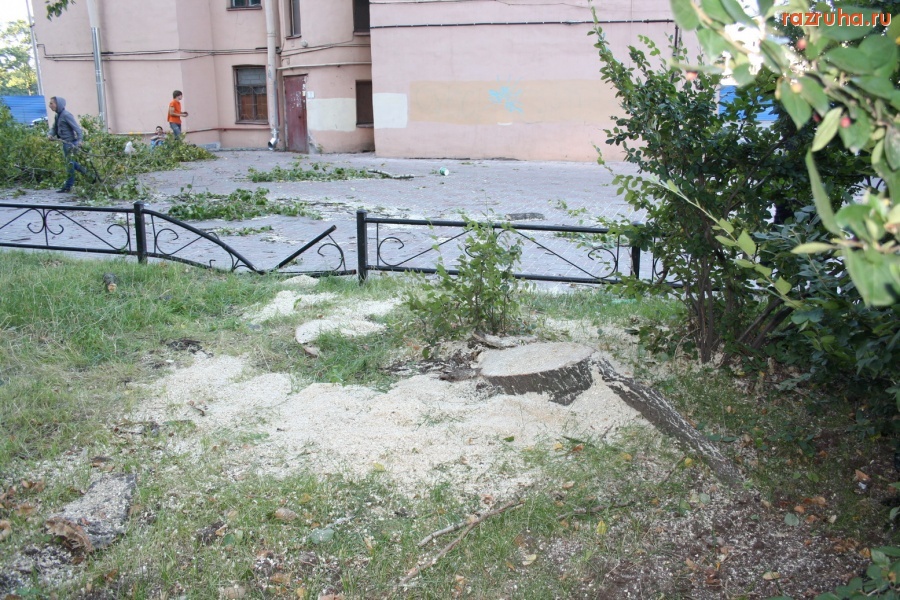 Санкт-Петербург - Петроградский район. Сносят здоровые деревья по желанию владельцев элитных иномарок