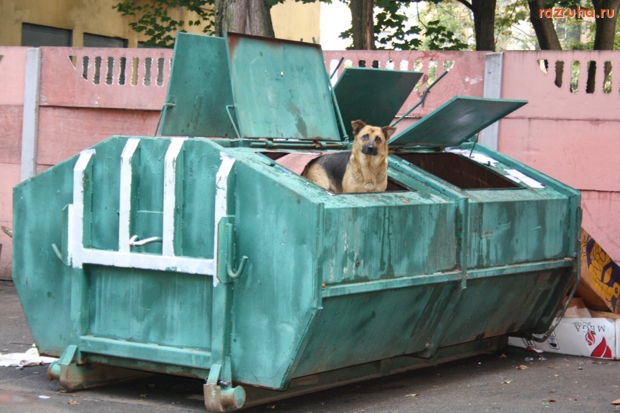 Санкт-Петербург - Бездомная собачка добывает пропитание...