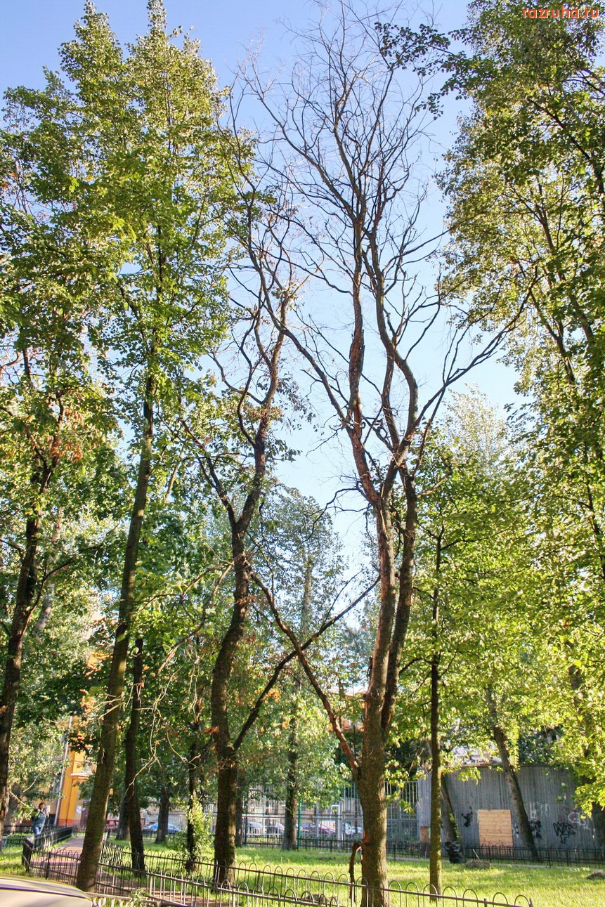 Санкт-Петербург - Петроградский район. Вблизи детской площадки дюжина деревьев-угроз.