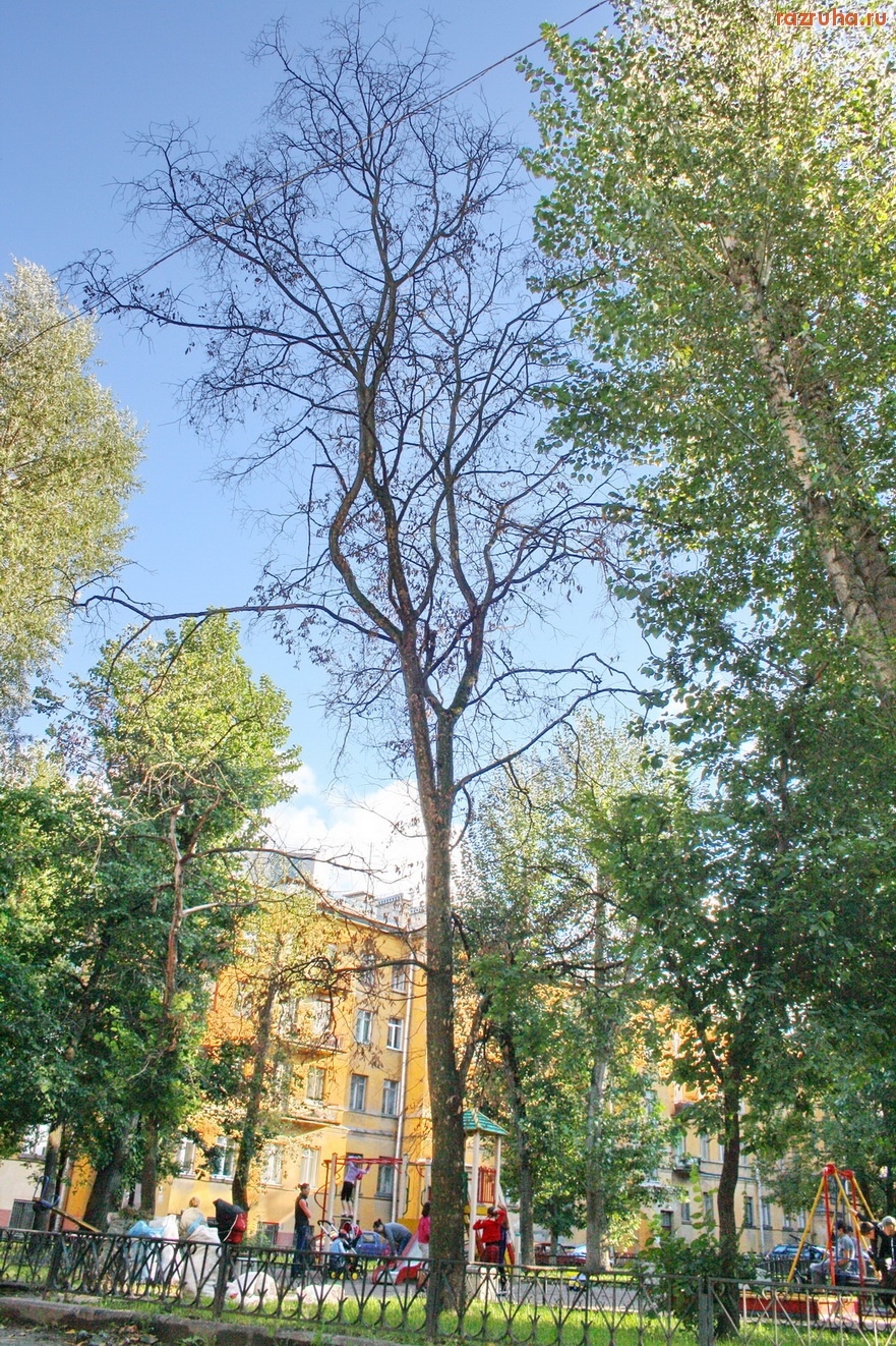 Санкт-Петербург - Петроградский район. Вблизи этой детской площадки дюжина деревьев-угроз.