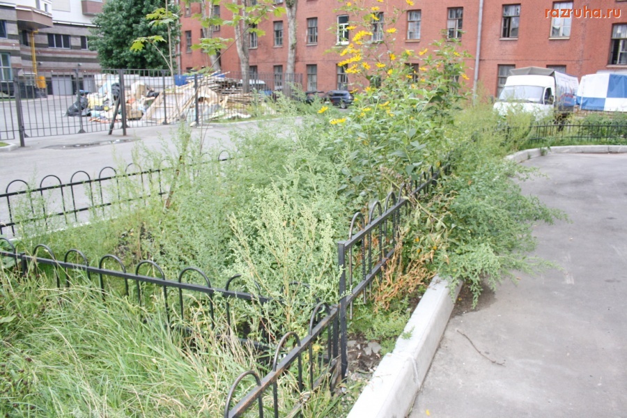 Санкт-Петербург - Петроградский район, Красного Курсанта 22. Газон.