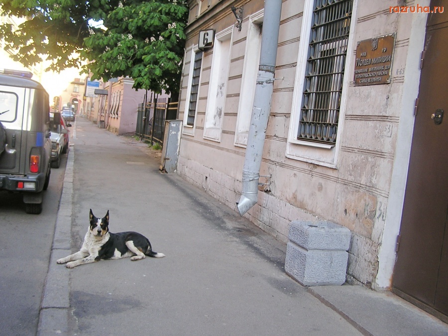 Санкт-Петербург - СОБАКА ЖДЕТ КЛОШАРОВ- ХОЗЯЕВ, ДОСТАВЛЕННЫХ В ОТДЕЛ МИЛИЦИИ ПОСЛЕ ЗАЧИСТКИ