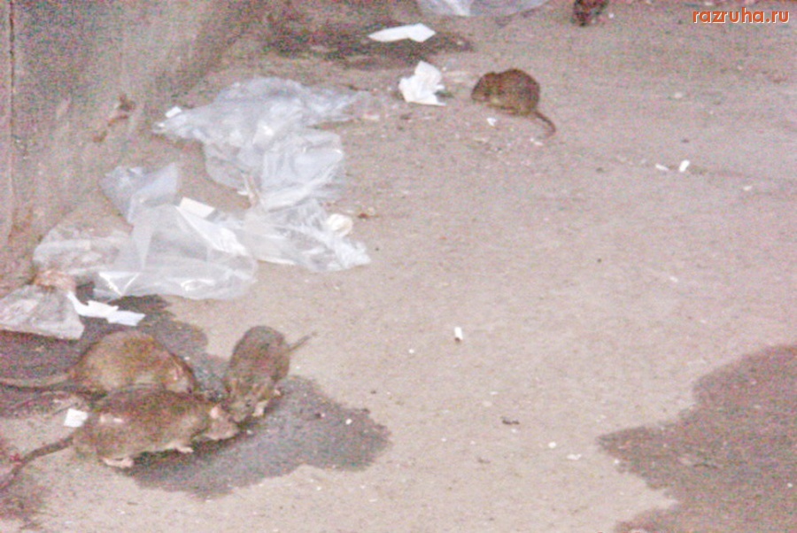 Санкт-Петербург - Петроградские крысы