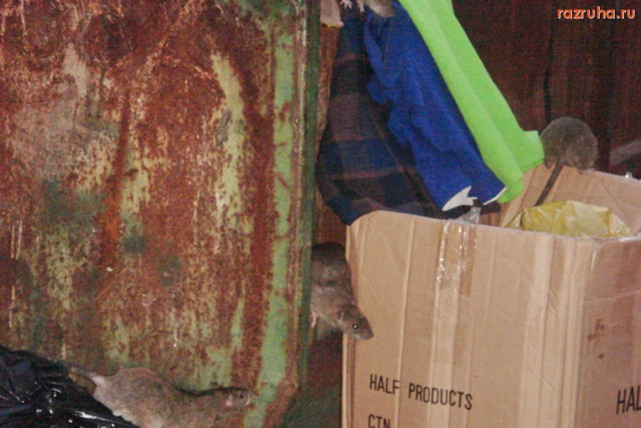 Санкт-Петербург - Петроградские крысы