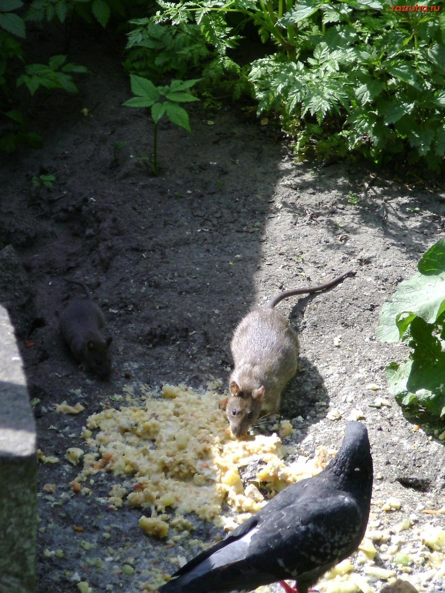 Санкт-Петербург - Крысы города Питера