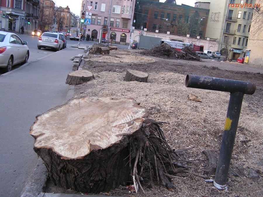 Санкт-Петербург - Петроградский район.  Весна 2010 года. Здесь были здоровые деревья с раскошной кроной.