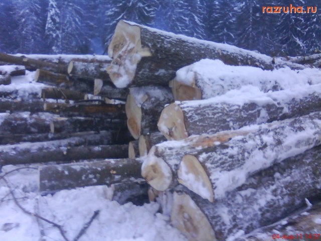Ува - вырубка2