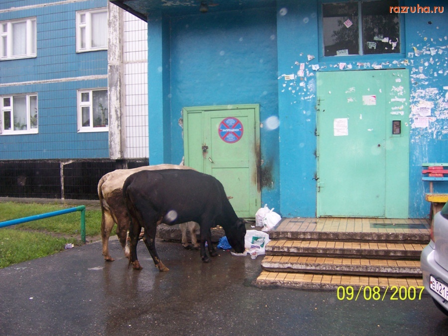 Нижневартовск - Пейте дети молочко!