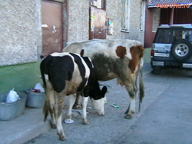 Нижневартовск - На Здоровье!