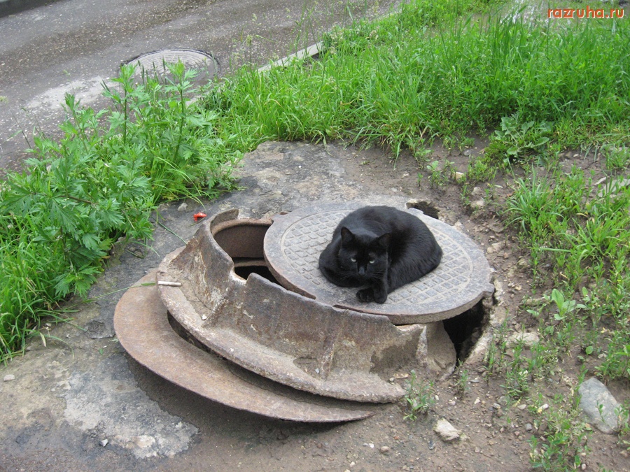 Тверь - Кошка охраняет люк, что б народ туда не бух