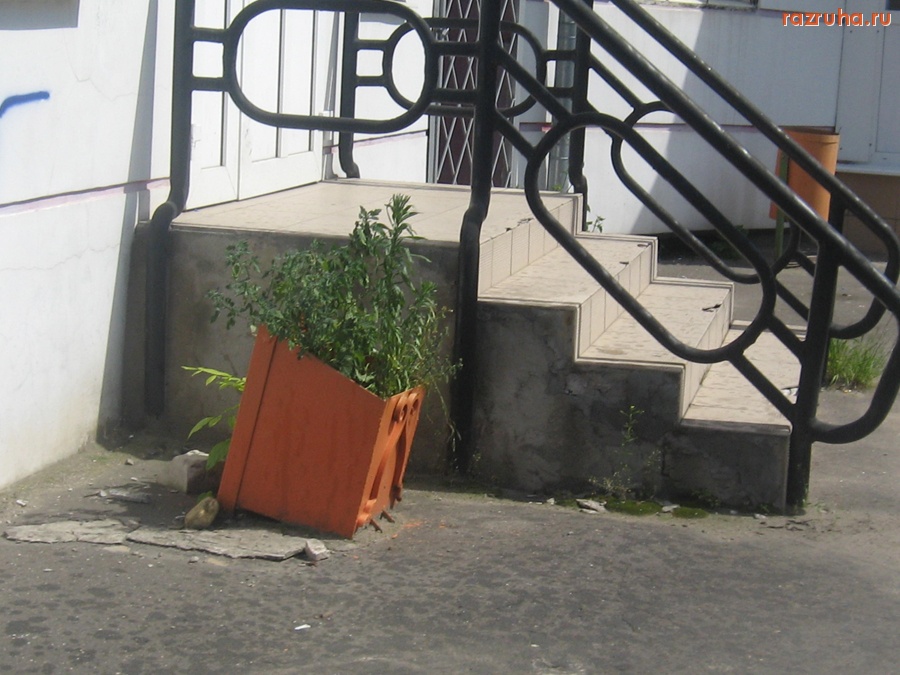 Тверь - о дворе дома 9 по ул. Виноградова в урне растет трава!