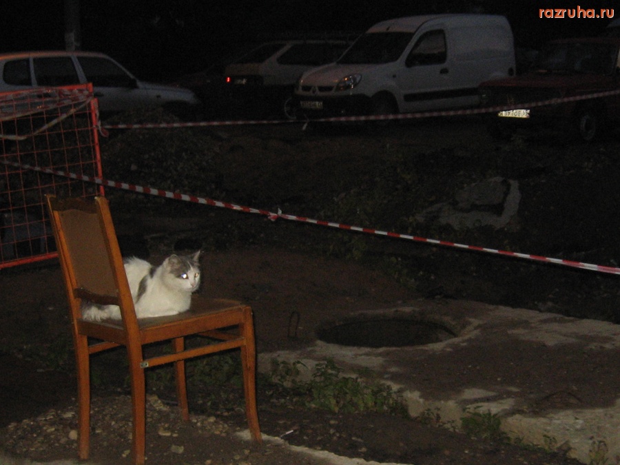 Тверь - Кошки охраняют Тверские люки, авось кто упадет