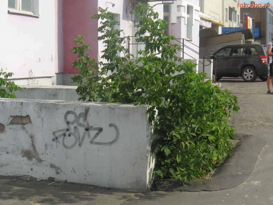 Тверь - рава и кусты растут в цокольной части дома 9 на ул. Виноградова.