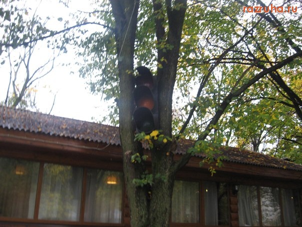 Тверь - Светофор на дереве.