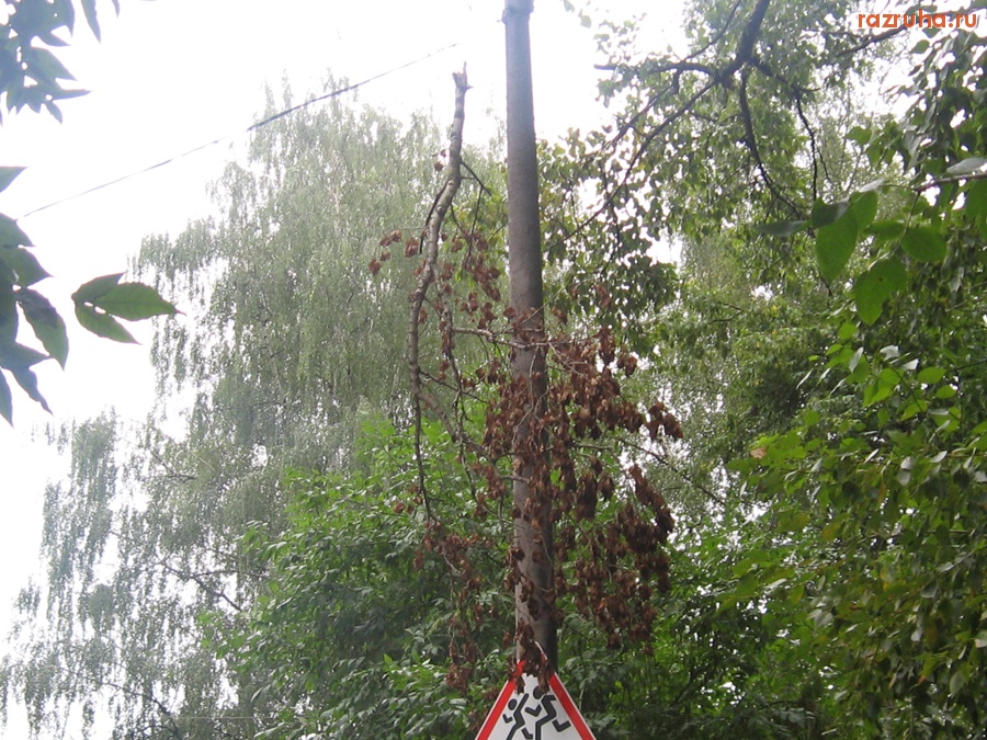 Тверь - Только у нас в Твери можно увидеть неубранное дерево на проводах. На ул. Павлова, д.8/36.