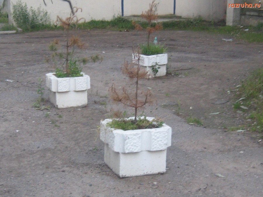 Тверь - Посадили сосны в клумбы, так они засохли! Комсомольский проспект, д.9, корп.1.