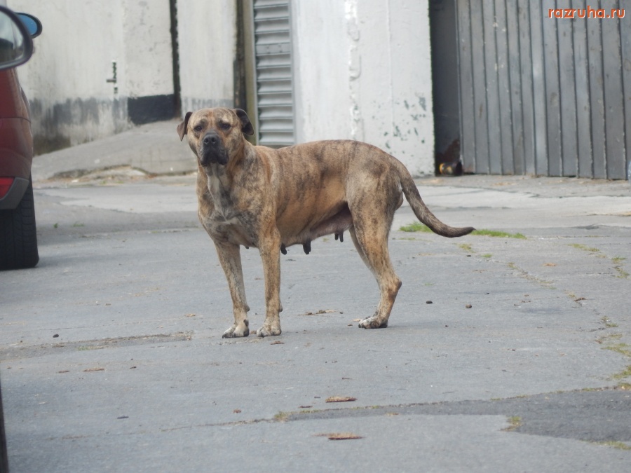 Остальной мир - Irlandia - Dublin