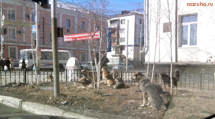 Якутск - Стая бродячих собак в самом центре города