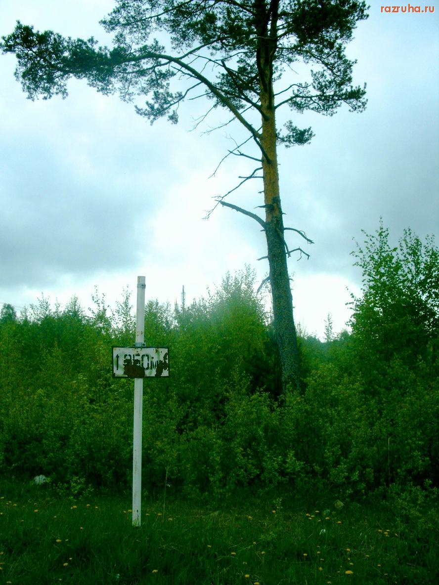 Углич - По дороге в Углич