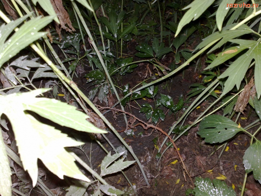 Воскресенск - Пушкина 5