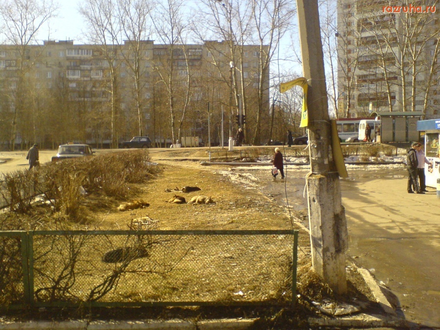 Воскресенск - Собачий отдых по Воскресенски!!!