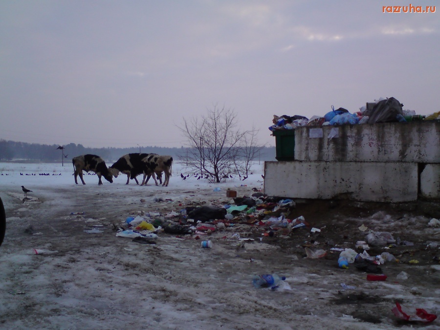Воскресенск - Быки на помойке!!!