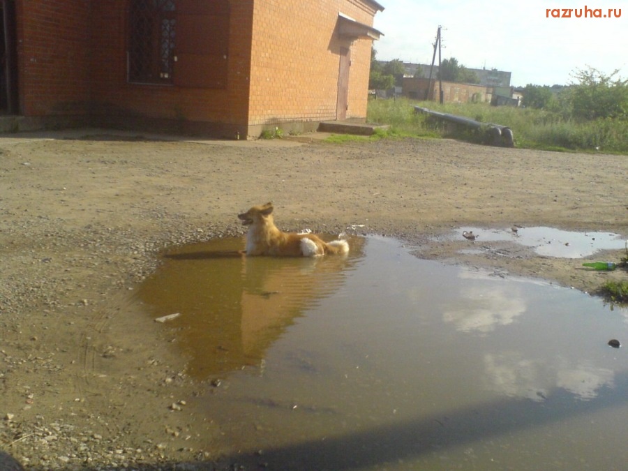 Воскресенск - Жарковато пёсику!