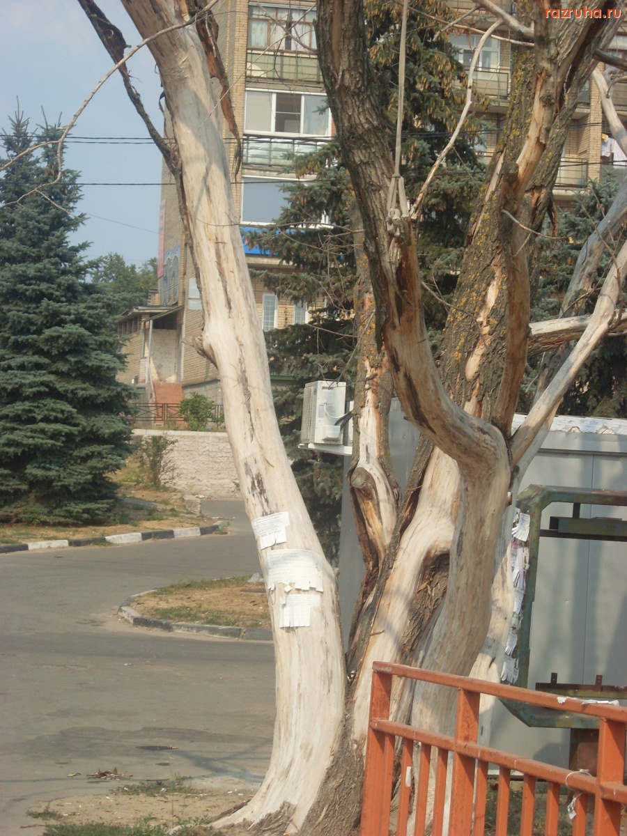 Воскресенск - Дерево (вид с другой стороны)