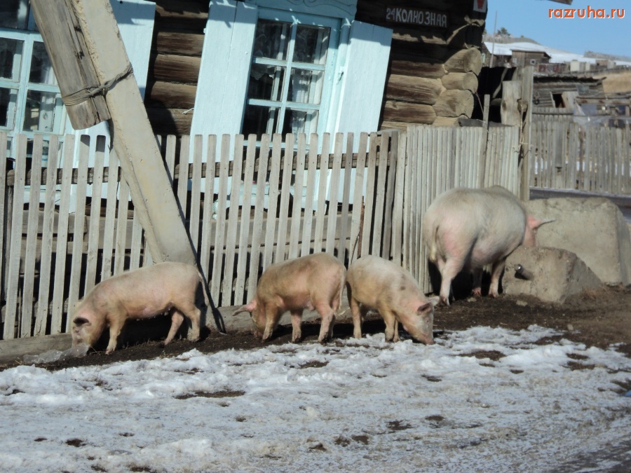 Борзя - село