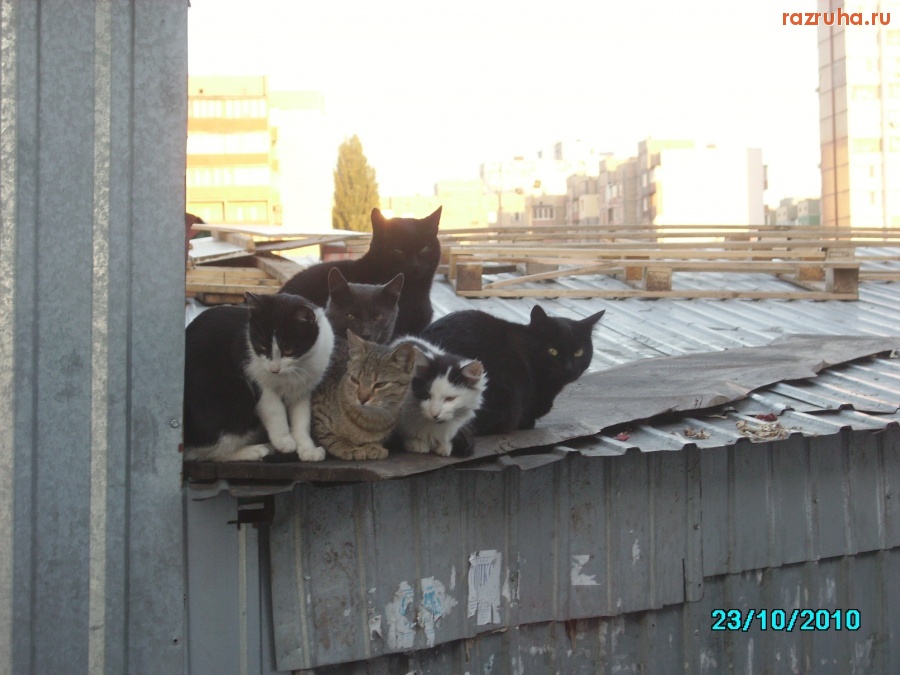 Киев - Засада