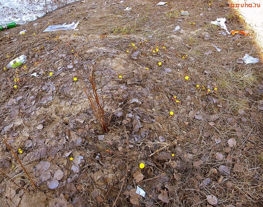 Новодвинск - Первоцветы...