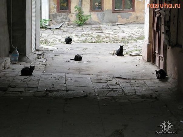 Одесса - грозные одесские котэ