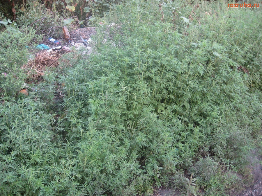 Святогоровка - Берег реки Бык