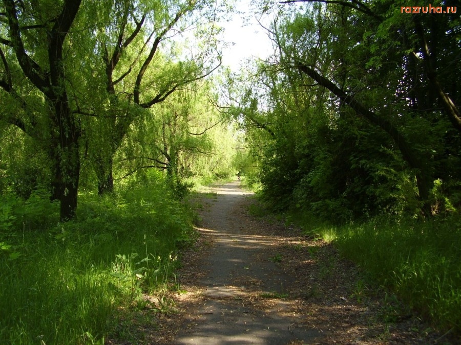 Донецк - Дорожка в парке