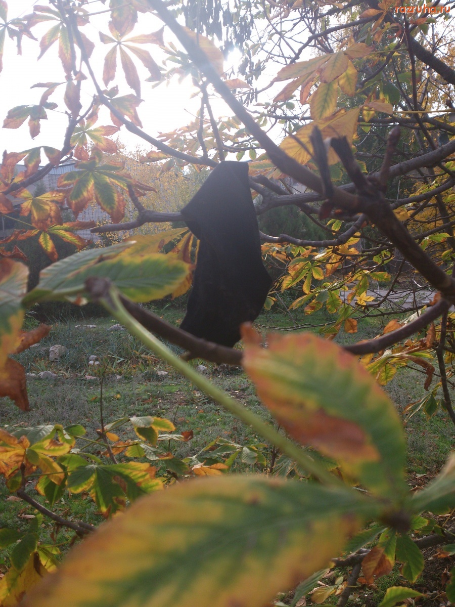 Николаев - Носок на дереве