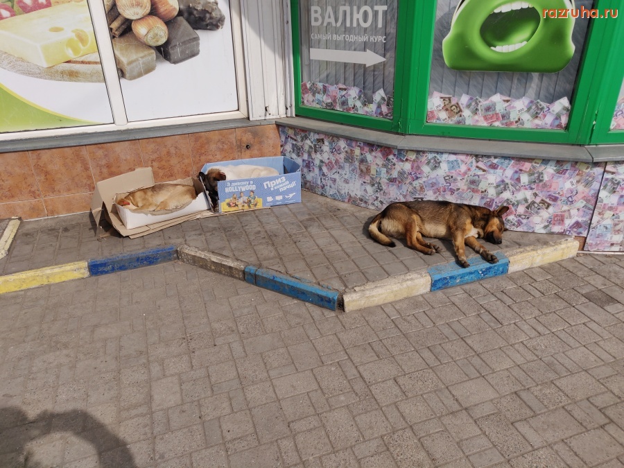 Николаев - Тузики и бобики