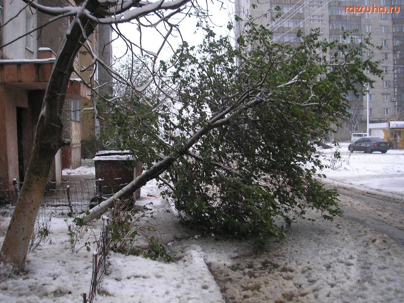 Николаев - derevo