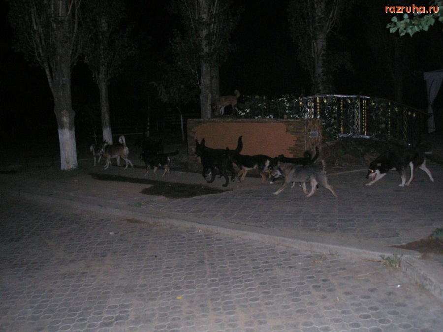 Николаев - Нашествие собак