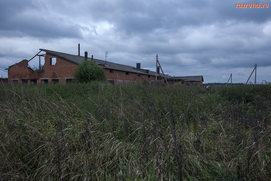 Суздаль - Одинокая бурёнка...