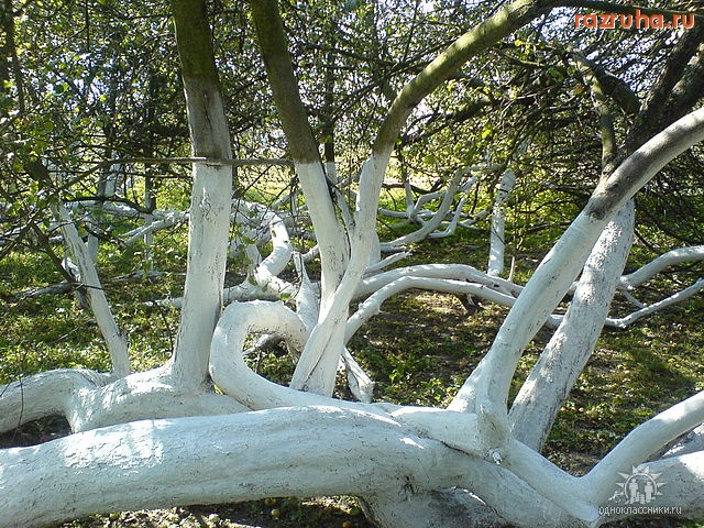 Кролевец - Яблоня мутант