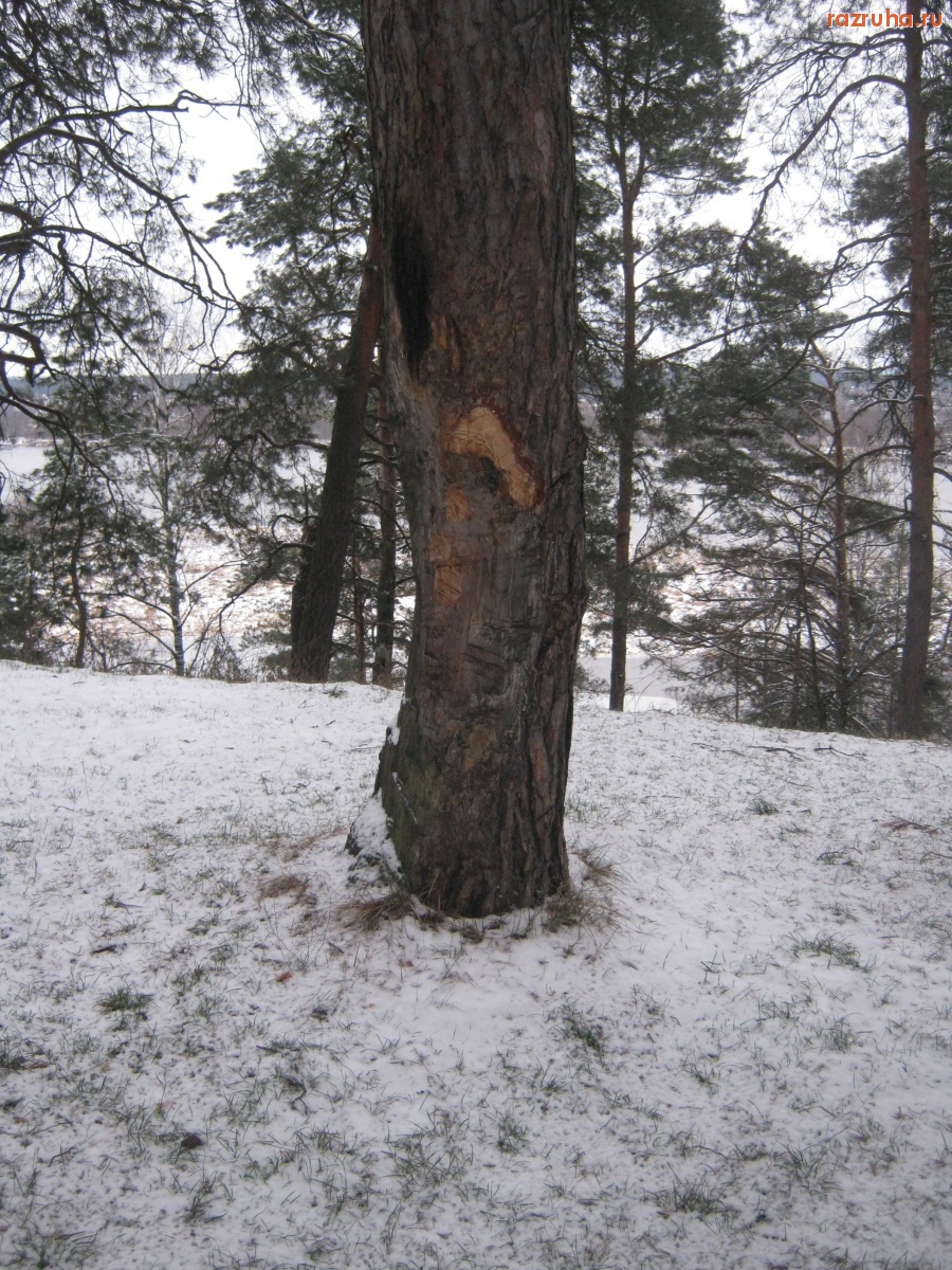 Мозырь - Козлы в Новинках.