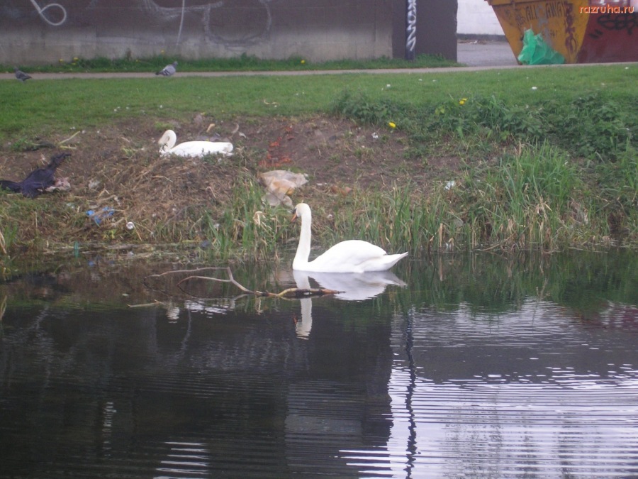 Дублин - Лебедь в мусоре