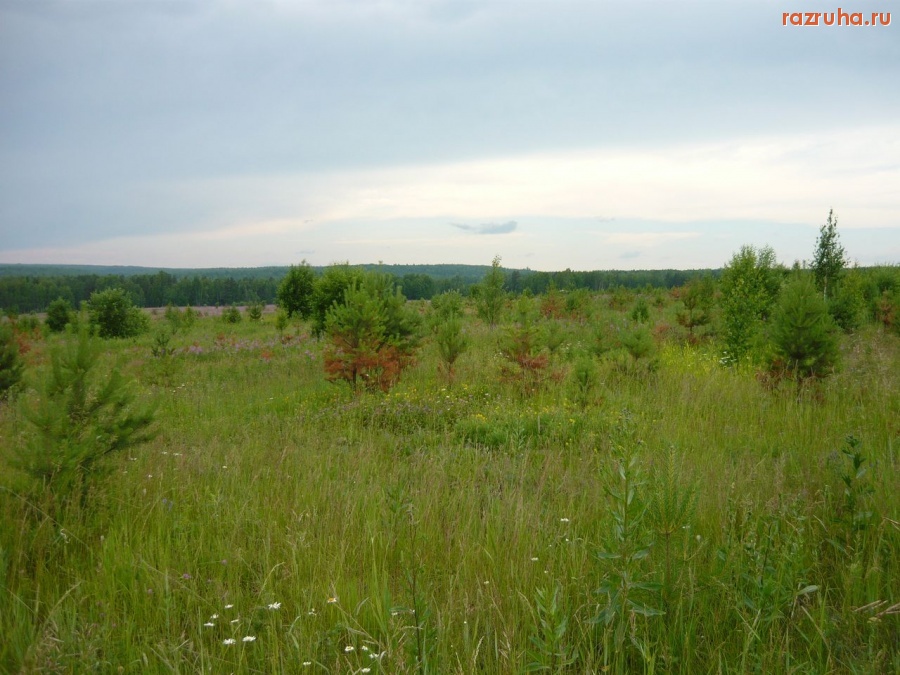 Елизаветка - «Вперед» (Россия)!