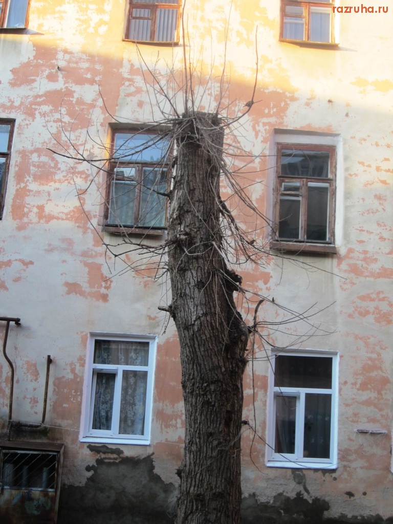 Нижний Новгород - ЧЕЛОВЕК, ПРОГЛОТИВШИЙ ДЕРЕВО,