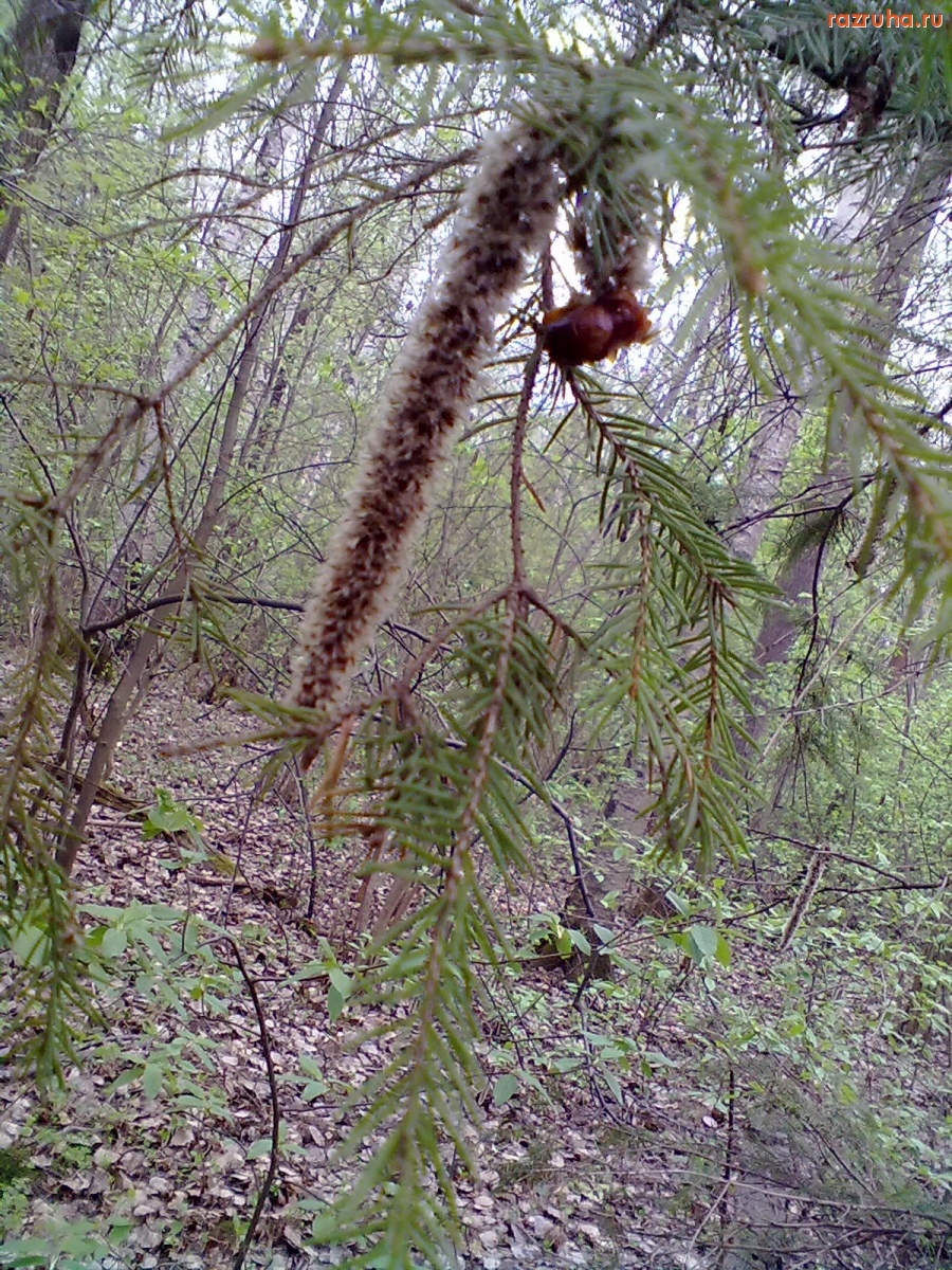 Мишутино - фото