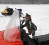 Тишково - Кот-гонщик