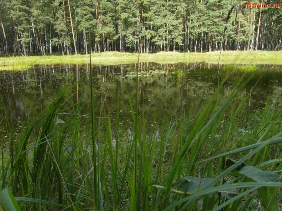 Белая Березка - лесное озеро